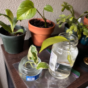 piccadillflower avatar