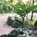 piccola-fragola avatar