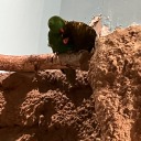 pickafrickinlane37 avatar