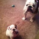 pickleandharveybulldogblog avatar