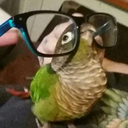 picklebirb avatar