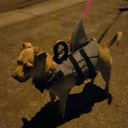 picklepantsman avatar