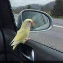 pico-the-lovie avatar