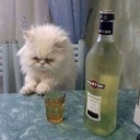 picologatothings avatar