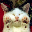 picsofcatpaws avatar