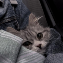 picturefirebreathingreptiles avatar