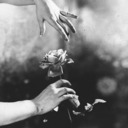 pictureofmyrose avatar