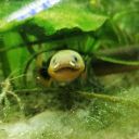 picturesoffishandotherthings avatar