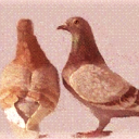 pidgeonsyndrome avatar