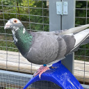 piedpigeons avatar