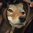 pierceofheart avatar