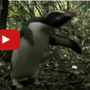 piereallysucks avatar