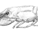 pierwsza-wrona-bez-ogona avatar