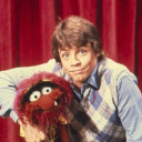 pigeon-attack avatar