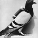 pigeon-carrier9 avatar