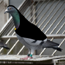 pigeon-cloak avatar