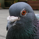 pigeon-leader avatar