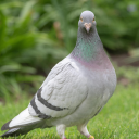 pigeon-pandemonium avatar