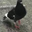 pigeonchipe avatar