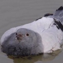 pigeondrone avatar