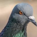 pigeonfinder avatar