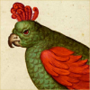 pigeoniridescence avatar