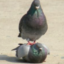 pigeonleadrer avatar