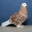 pigeonmoults avatar