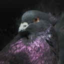 pigeonphilosophy avatar