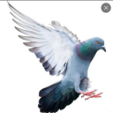 pigeons-with-jello avatar