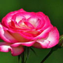 pigeonsandplanes18 avatar