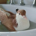 pigeonsarebeautiful avatar