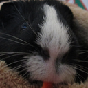 piggypiggypiggypiggy-blog avatar