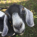 pigsducksflowers avatar