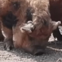 pigthatstinksgood avatar