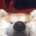 piisuketheshibainu avatar