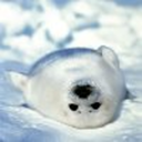 pikachumaniac avatar