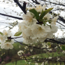 pikashunium-z avatar