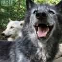 pilepilenopile avatar