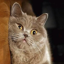 pillowforts-and-thunderstorms avatar