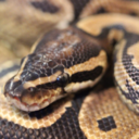 pillsbury-pop-n-creche avatar