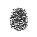 pineandbramble avatar