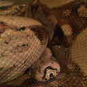 pineapple7890 avatar