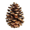 pinecone-k avatar