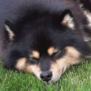 pinecone-paws avatar