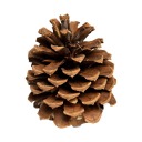 pinecone-spotter avatar