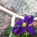 pink-bandana14 avatar