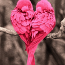 pink-bird-30 avatar