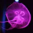 pink-jellyfish-mewmew avatar