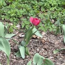 pink-princess-fan avatar